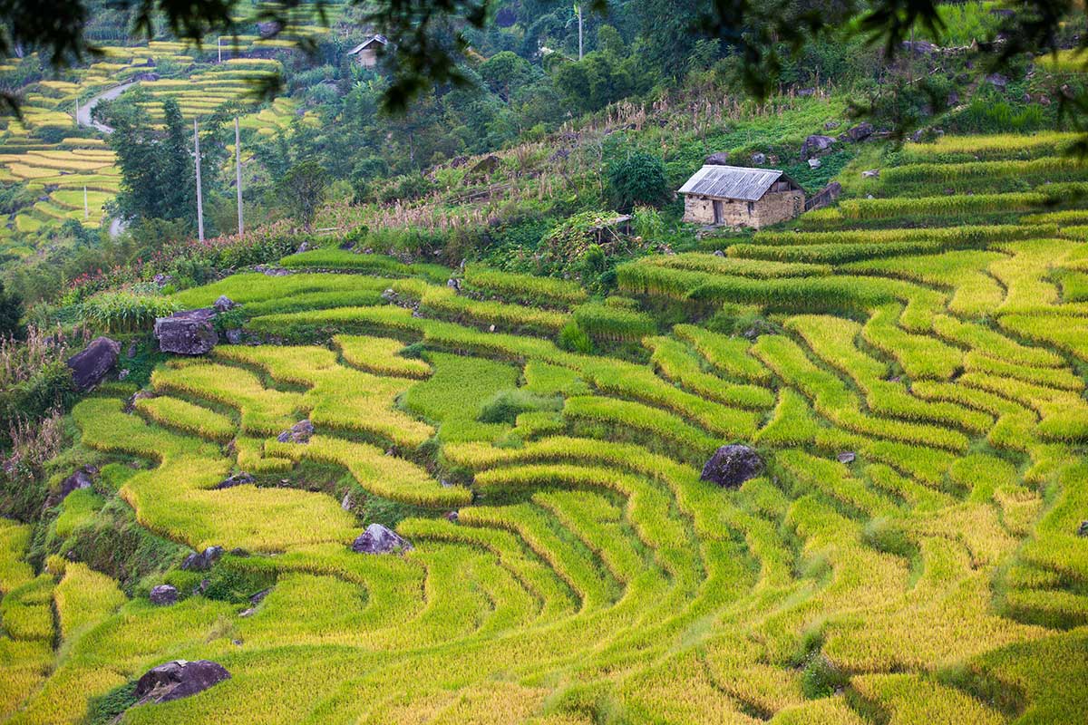 Reis: Weltnahrungsmittel und globaler Wirtschaftsfaktor