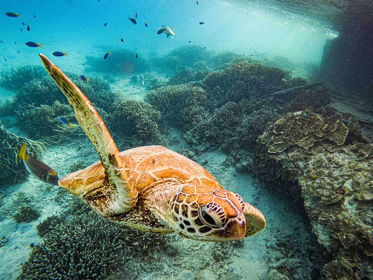 Great Barrier Reef Schnorcheln & Schildkröte