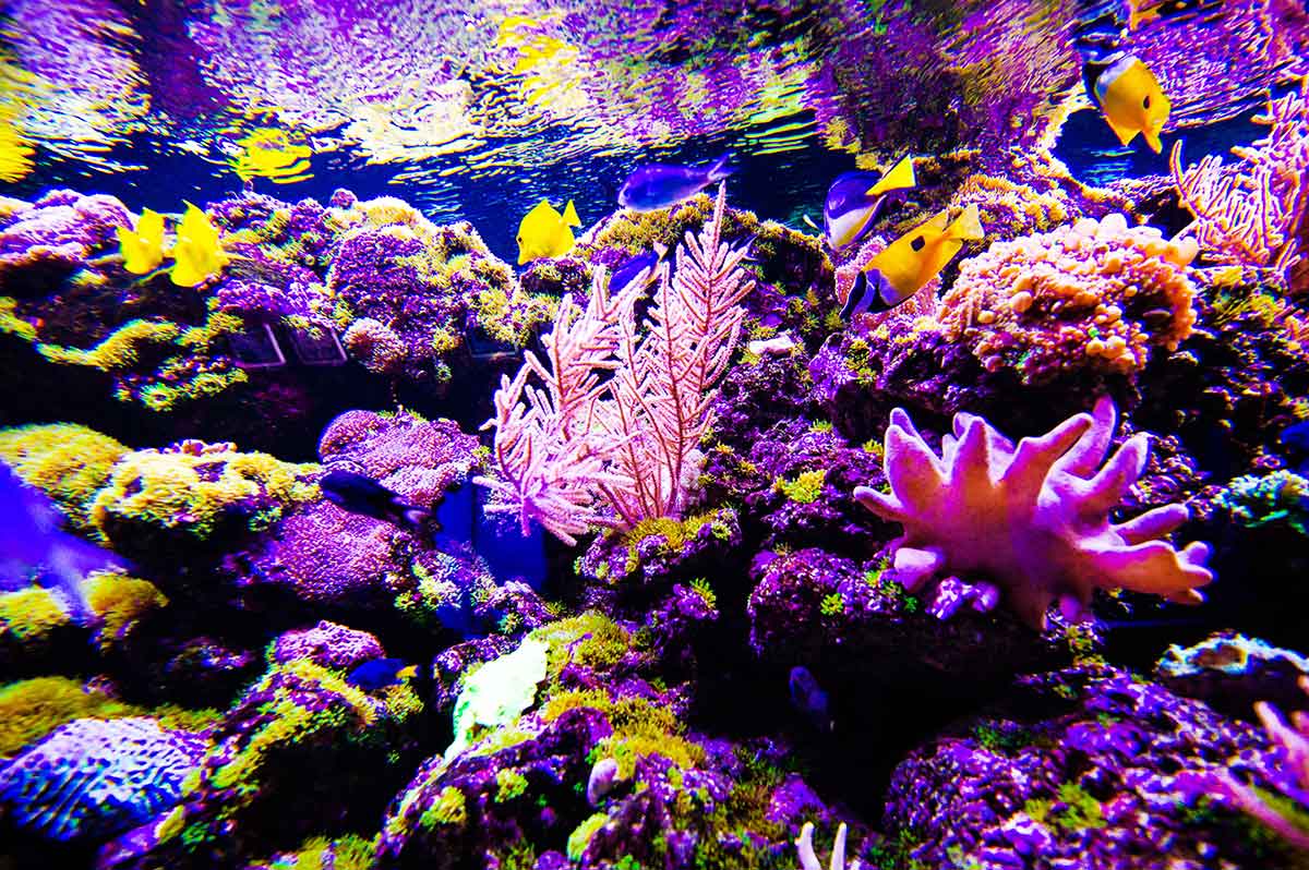 Great Barrier Reef - Korallenriff & Tauchen